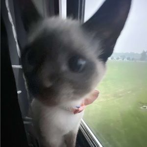 Meet your Posher, Anthony